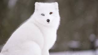 Vulpes lagopus – Песець лисиця полярна  Arctic fox [upl. by Mirak963]