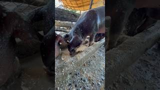 pigging pig piggy farming youtube video pighusbandry usa animals shorts agriculture [upl. by Lambertson]