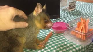 Wild Possum Climbs on my Office Desk australia [upl. by Lledrev664]