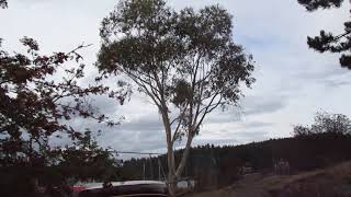 Eucalyptus pauciflora on Salt Spring Island [upl. by Ardenia]