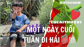 ĐI HÁI DÂU NGÀY HÈ Ở THUỴ SỸ CÙNG BÀ NGOẠI [upl. by Shriner115]