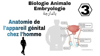 شرح بالدارجة لملخص درس lappareil génital chez lhommeمن مادة Biologie Animale L1 Snv s2 embryologie [upl. by Wiltz]