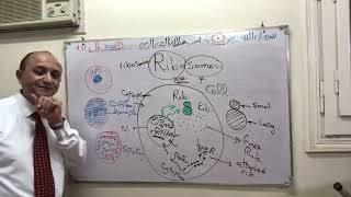 Ribosomes histology [upl. by Caro]