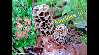 Morilles communes et blondes et pézizes veinées en pagailles  Superbe cueillette  010424 [upl. by Prestige]