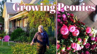 Growing Peonies In The Landscape amp Cut Flower Farm [upl. by Howe803]