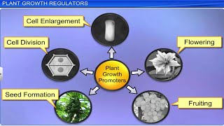 CBSE Class 11 Biology  Plants Growth and Development  Full Chapter  By Shiksha House [upl. by Myer]