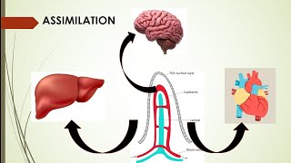 Human Digestion process of Assimilation And egestion Part3 LIFE PROCESS class 9 Biology [upl. by Polard]