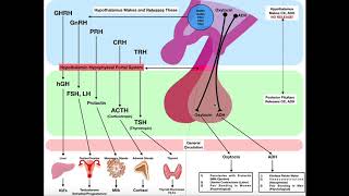 Overview of the Posterior Pituitary Neurohypophysis [upl. by Ahsimet925]