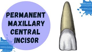 Permanent Maxillary Central Incisor  Tooth Morphology Made Easy [upl. by Adni890]