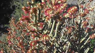 Salicornia Salicornia sp wwwriomoroscom [upl. by Mulry313]