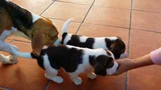 Cachorros de beagle primeros pasos [upl. by Nerraj]