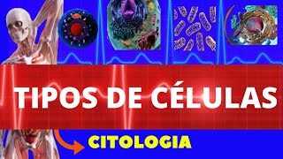 TIPOS CELULARES EUCARIONTE E PROCARIONTE  TIPOS DE CÉLULAS  CITOLOGIA [upl. by Alaecim]