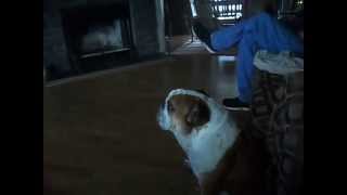 Best funny English Bulldog watching TV [upl. by Eirb41]