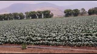 Usan cañones antigranizo su sonido y cantidad de detonaciones varían respecto a las de cohetones [upl. by Alaunnoif253]