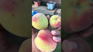 First time harvesting from Elberta peach tree 🥰🙌🏽 [upl. by Odrarebe192]