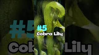 Top 10 Insectivorous And Carnivorous Plants That Eat Bugsshorts [upl. by Laet314]