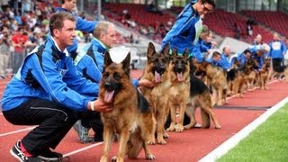 SchäferhundeWM im Auestadion Kassel mit George Foreman [upl. by Pincas]