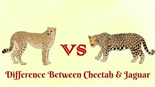 Cheetah Vs Jaguar Who is the fastest animal [upl. by Davilman]