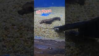 humongous pleco pleco fish fishing aquarium shorts [upl. by Nahgeem]