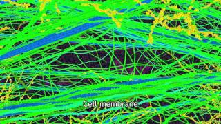 Plant Primary Cell Wall 3D Illustration [upl. by Iolanthe593]