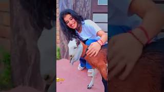 Caprine Adoration❤️ shortsfeed viralvideoanimals  Nandinigaur27 [upl. by Nogaem]