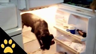 Labrador Gets Stuck In The Fridge [upl. by Dana]