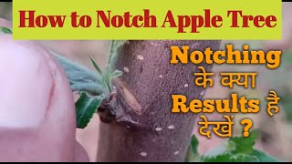 Notching a Apple Tree  How to Notch a Fruit Tree [upl. by Aivatnuhs]