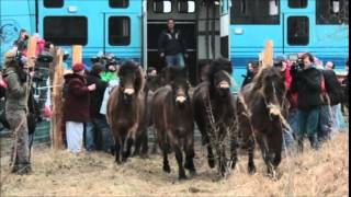 14 Exmoor Ponies sent to Czech Republic from the UK [upl. by Bedwell]