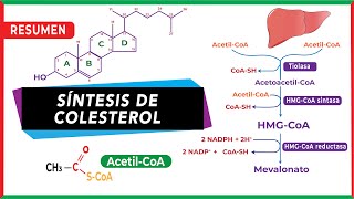 Síntesis endógena del colesterol Resumen paso a paso  Metabolismo [upl. by Lledraw]