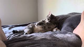 Bathing cat lmao viral video cat [upl. by Neras]