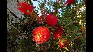 Каллистемон Обрезка Формирование кроны  Callistemon [upl. by Allimrac707]