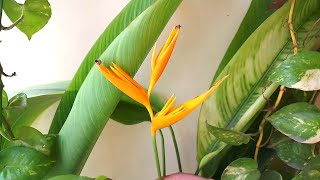 How to grow Heliconia psittacorum birdofparadise at home and care tips [upl. by Cattan]