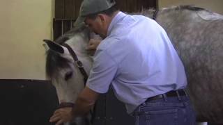 Horse Massage Horses that Avoid or Push during Bodywork with the Masterson Method [upl. by Dunston]