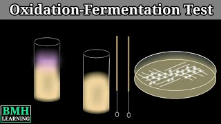 Oxidation Fermentation Test  OF Test  OF Basal Media [upl. by Anitteb629]