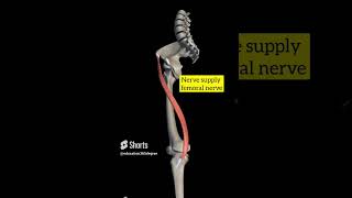 sartorius muscle [upl. by Selfridge121]