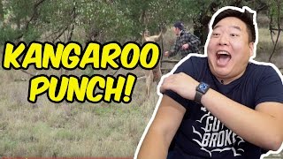 VLOG 18 Man Punches Kangaroo in the FACE [upl. by Ayouqat]