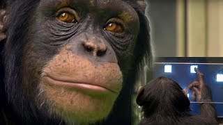 Chimp vs Human  Memory Test  BBC Earth [upl. by Bohun]