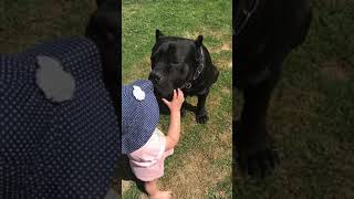 Giant CANE CORSO dog shows teeth to child [upl. by Airamat757]