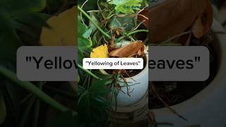 How to take care of yellowing of leaves gardenup plants [upl. by Liba281]