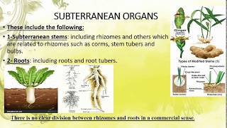 Subterranean Organs types characters and function [upl. by Intyre967]