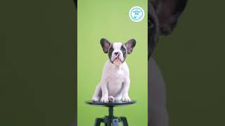 Top 3 Healthy Treats for Dogs  Pets Caring Hub doglover viral petcaretips animals [upl. by Jeraldine]