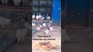 one month Baki ra giya kabootaron ko MashaAllahpigeon varietyfattiest pigeon in the worldpigeon [upl. by Thomas]