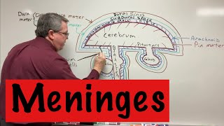 Meninges [upl. by Reyem]