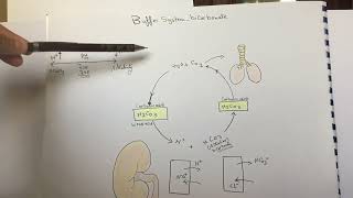 Buffer systembicarbonate [upl. by Eskill212]