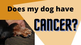 Is My Dogs Lump CANCER [upl. by Annawad]