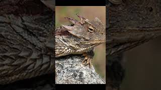 🦎🔴👀 Blood Shooting Eyes The Texas Lizards Wildest Defense 😲 shorts lizard [upl. by Dyke]