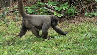 Wooly Monkey At Monkey World Ape Rescue Centre [upl. by Schiro393]