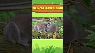 Ring Tailed Lemur  Leo The Wildlife Ranger [upl. by Anaeco993]