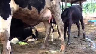 Cow feeding calves [upl. by Harbot]