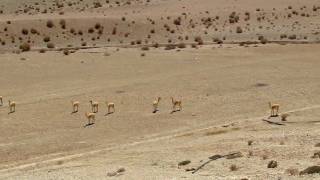 Vicuñas Vicugna vicugna HD [upl. by Neeron]